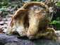Olaszgomba (Polyporus tuberaster), Budai-hegység